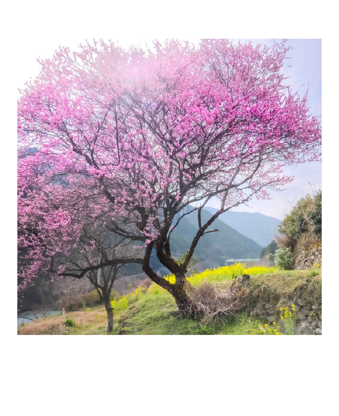 久万高原町の春の風景。満開の桜と菜の花が彩る里山の景色